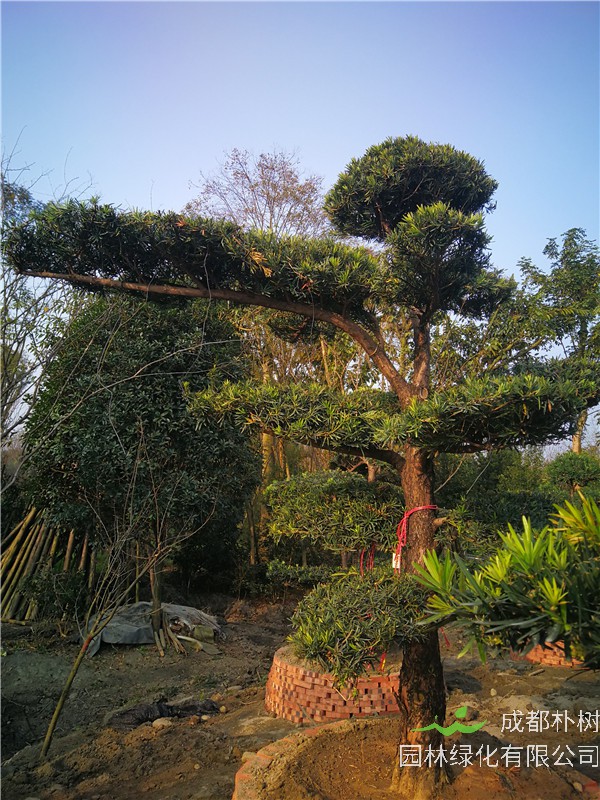 罗汉松园林绿化的用途是什么？